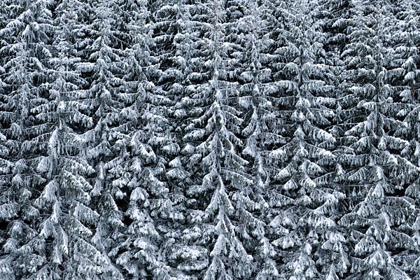 Verschneiter Fichtenwald am Hang, Värmland, Schweden, Europa
