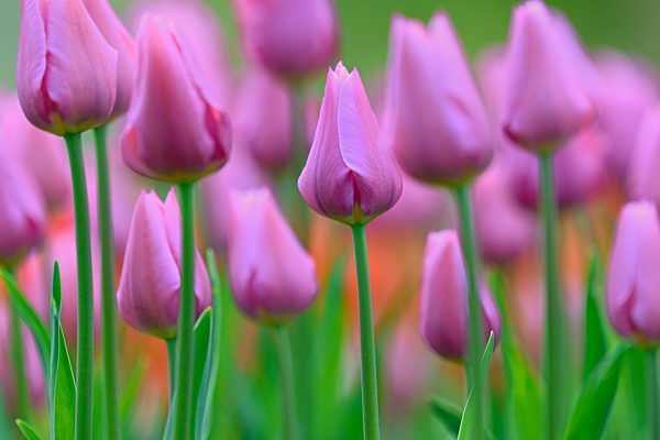 Tulpen (Tulipa), Tulpenbeet mit lila Blüten, Nordrhein-Westfalen, Deutschland, Europa