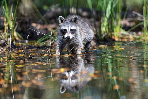 Waschbär (Procyon lotor) watet durch Wasser, Louisiana, USA, Nordamerika
