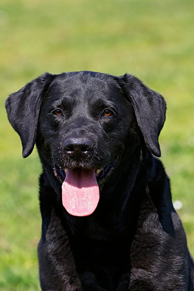 Schwarzer Labrador Retriever (Canis lupus familiaris), Rüde streckt die Zunge raus und hechelt, Porträt, Schleswig-Holstein, Deutschland, Europa