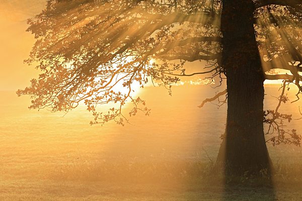 Eiche (Quercus) im Morgennebel, Irndorfer Hardt, Naturpark Obere Donau, Baden-Württemberg, Deutschland, Europa