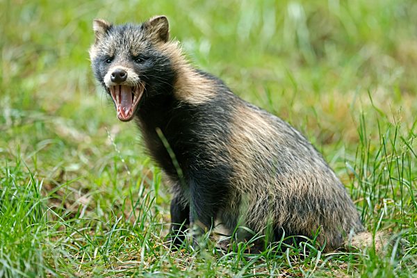 Marderhund, (Nyctereutes procyonoides) Welpe liegt im Gras, Deutschland, Europa