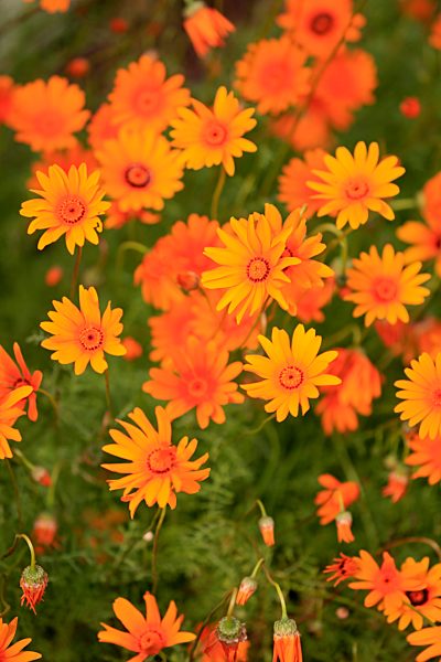 Namaqualand Gänseblümchen, (Ursinia calenduliflora), Blüte, blühend, Kirstenbosch Botanischer Garten, Kapstadt, Südafrika