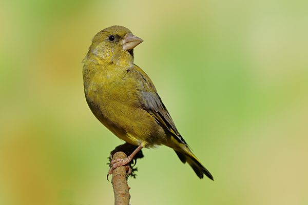 Grünfink (Carduelis chloris), Männchen sitzt auf einem Ast, Wilden, Siegerland, Nordrhein-Westfalen, Deutschland, Europa