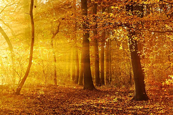 Lichtdurchfluteter Eichenwald im Herbst, Sonne strahlt durch Morgennebel, Ziegelrodaer Forst, Sachsen-Anhalt, Deutschland, Europa