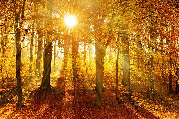 Naturnaher Laubwald aus Eichen und Buchen im Herbst, Sonne strahlt durch Morgennebel, Ziegelrodaer Forst, Sachsen-Anhalt, Deutschland, Europa