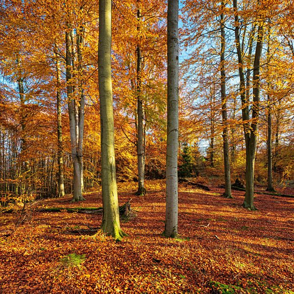 Sonniger unberührter Buchenwald im Herbst, Müritz-Nationalpark, Mecklenburg-Vorpommern, Deutschland, Europa