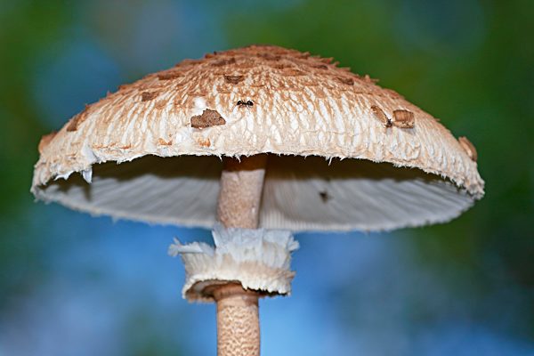 Riesenschirmpilz (Macrolepiota procera) auch Parasolpilz oder Riesenschirmling, Schleswig-Holstein, Deutschland, Europa
