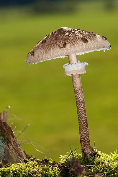 Riesenschirmpilz (Macrolepiota procera) auch Parasolpilz oder Riesenschirmling, Schleswig-Holstein, Deutschland, Europa