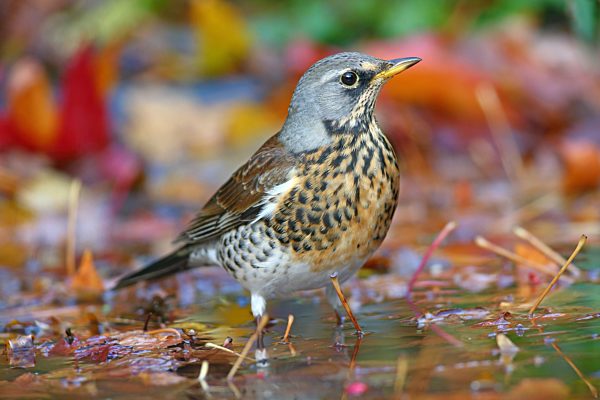 Wacholderdrossel (Turdus pilaris) steht im Flachwasser mit Herbstlaub, Solms, Hessen, Deutschland, Europa