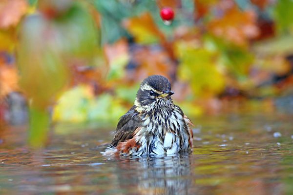 Rotdrossel (Turdus iliacus) badet im Flachwasser Hessen, Deutschland, Europa