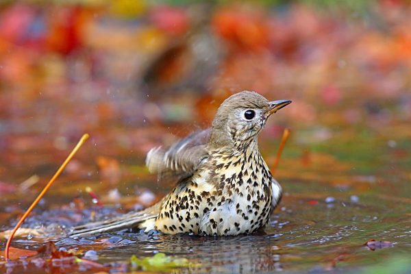 Misteldrossel (Turdus viscivorus) badet im Flachwasser mit Herbstlaub, Solms, Hessen, Deutschland, Europa