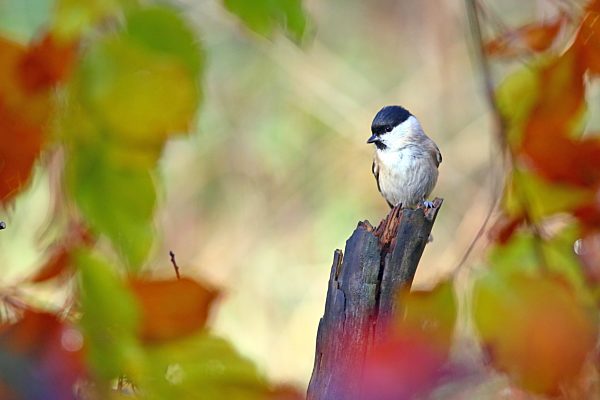 Sumpfmeise (Parus palustris) mit buntem Herbstlaub, Solms, Hessen, Deutschland, Europa
