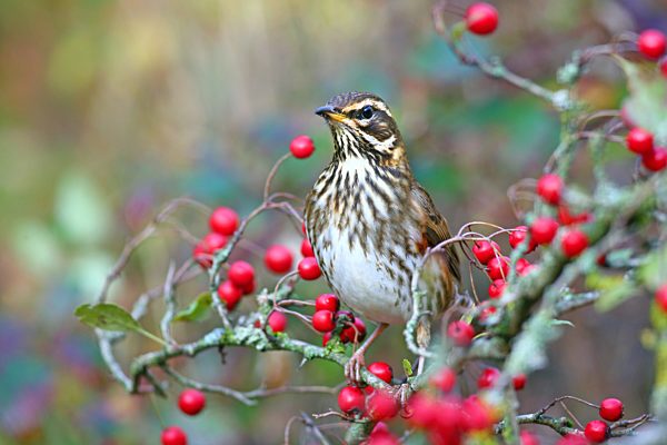 Rotdrossel (Turdus iliacus) mit Beeren des Weißdorns (Crataegus), Solms, Hessen, Deutschland, Europa