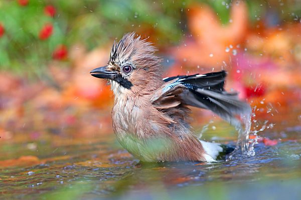 Eichelhäher (Garrulus glandarius) badet im Flachwasser mit Herbstlaub, Solms, Hessen, Deutschland, Europa
