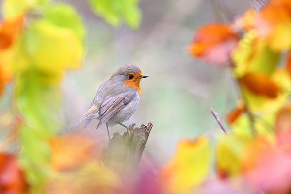 Rotkehlchen (Erithacus rubecula) mit buntem Herbstlaub, Solms, Hessen, Deutschland, Europa