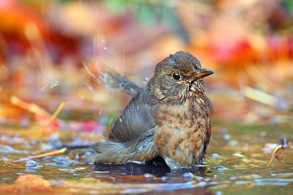 Amsel (Turdus merula) badet im Flachwasser mit Herbstlaub, Solms, Hessen, Deutschland, Europa