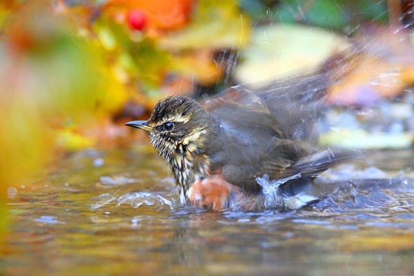 Rotdrossel (Turdus iliacus) badet im Flachwasser Hessen, Deutschland, Europa