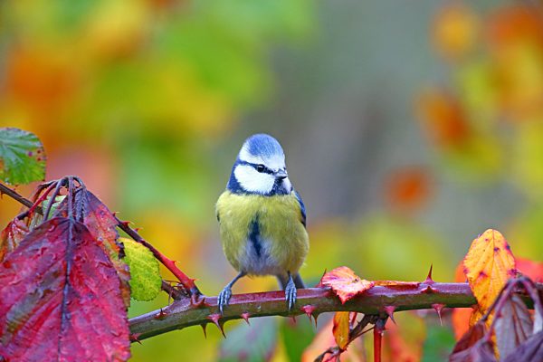 Blaumeise (Cyanistes caeruleus) auf Brombeerranke, Hessen, Deutschland, Europa