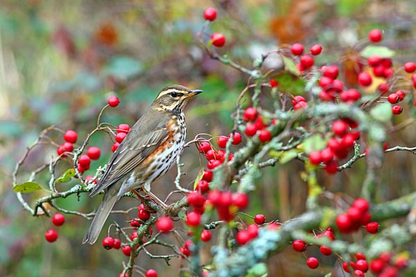 Rotdrossel (Turdus iliacus) sitzt im Weißdornstrauch, Solms, Hessen, Deutschland, Europa