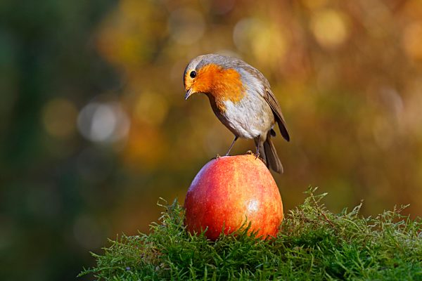 Rotkehlchen (Erithacus rubecula) steht auf einem Apfel, Schleswig-Holstein, Deutschland, Europa