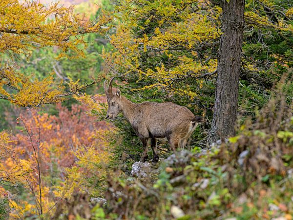 Alpensteinbock (Capra ibex) am Gaisstein, Furth, Niederösterreich, Austria