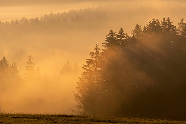 Wald mit Morgennebel, Bayerischer Wald, Bayern, Deutschland, Europa