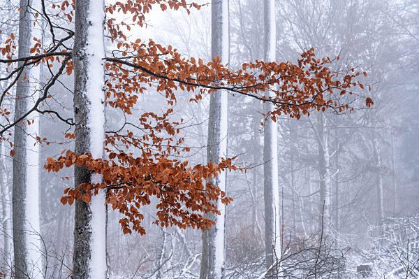 Buchen im Schnee, Geo-Naturpark Frau-Holle-Land, Hessen, Deutschland, Europa