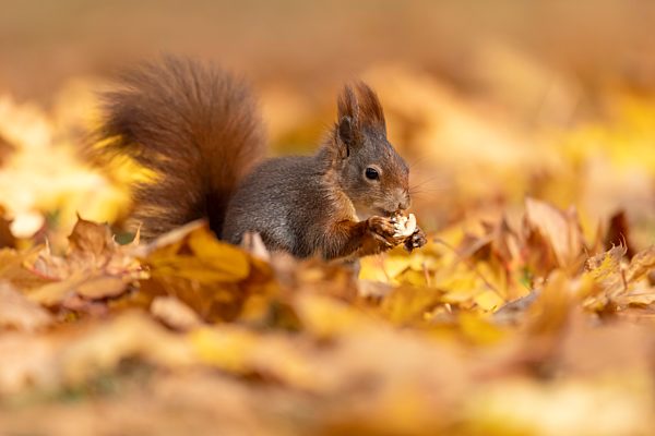 Eichhörnchen (Sciurus vulgaris) bei Nahrungssuche, Deutschland, Europa