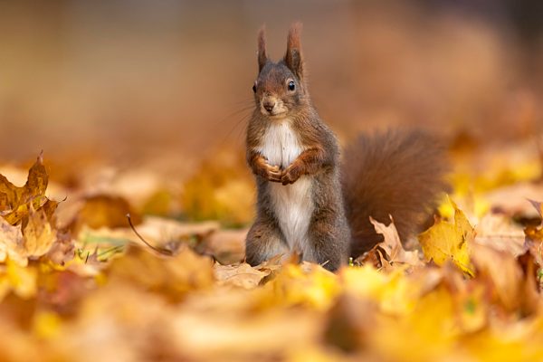 Eichhörnchen (Sciurus vulgaris) steht aufrecht im Herbstlaub, Deutschland, Europa