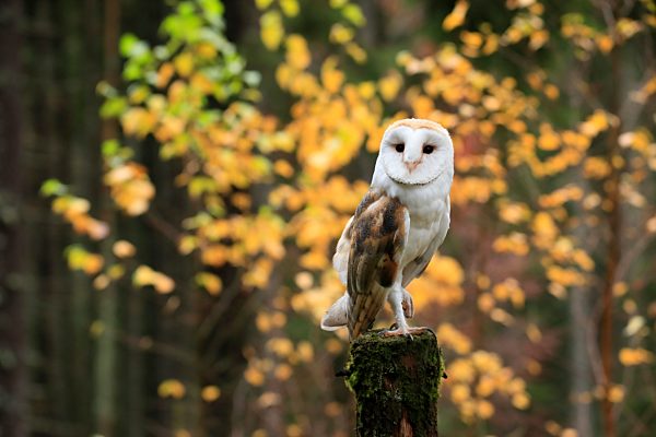 Schleiereule (Tyto alba), adult, wachsam, im Herbst, auf Warte, Böhmerwald, Tschechien, Europa