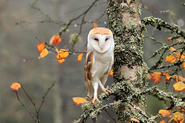 Schleiereule (Tyto alba), adult, wachsam, im Herbst, auf Baum, Böhmerwald, Tschechien, Europa