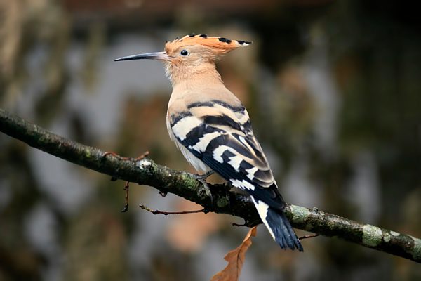 Wiedehopf (Upupa epops), adult, auf Baum, im Herbst, wachsam, Böhmerwald, Tschechien, Europa