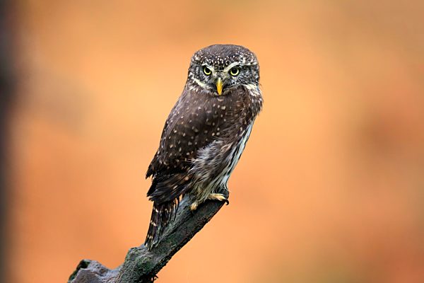 Sperlingskauz (Glaucidium passerinum), adult, auf Warte, im Herbst, wachsam, Böhmerwald, Tschechien, Europa