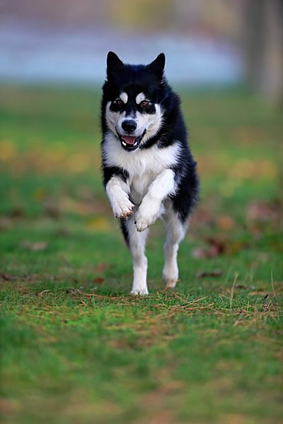 Alaskan Malamute (Canis lupus familiaris), adult, männlich, Rüde, rennend, Schlittenhund, Rheinland Pfalz, Deutschland, Europa