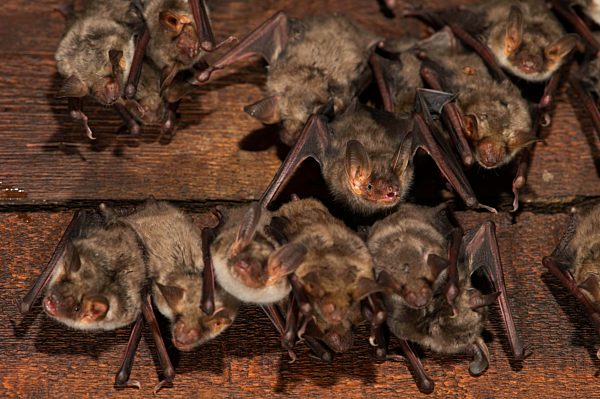 Großes Mausohr (Myotis myotis) Wochenstube im Dachboden einer Kirche, Thüringen, Deutschland, Europa