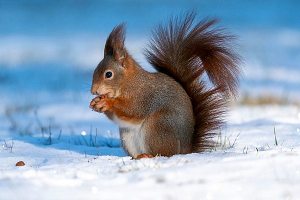 Eichhörnchen (Sciurus vulgaris) bei Nahrungssuche, wildlife, Deutschland, Europa