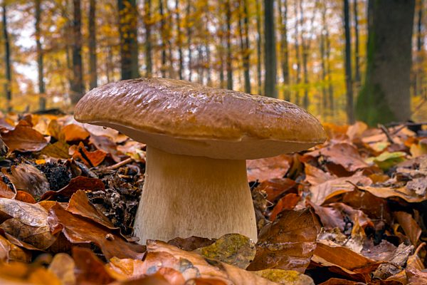 Steinpilz (Boletus edulis), Speisepilz, Buchenwald, Mecklenburg-Vorpommern, Deutschland, Europa