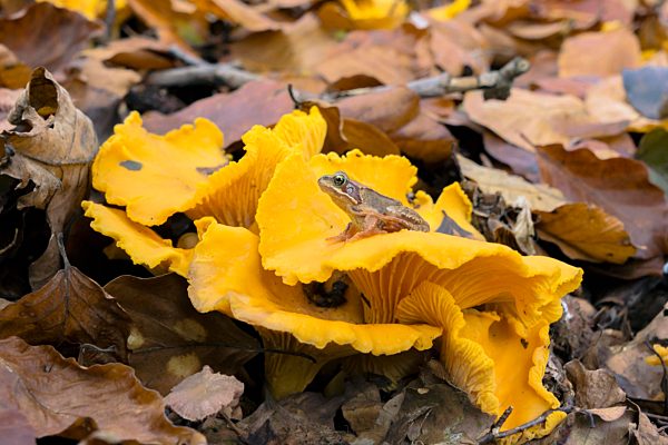 Echter Pfifferling (Cantharellus cibarius), Speisepilz, Pilz, essbar, Grasfrosch (Rana temporaria), Mecklenburg-Vorpommern, Deutschland, Europa