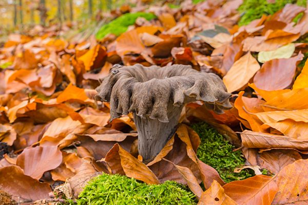 Herbsttrompete (Craterellus cornucopioides), Pilz, Speisepilz, Mecklenburg-Vorpommern, Deutschland, Europa