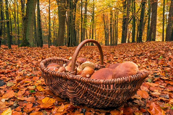 Steinpilz (Boletus edulis), Pilz, Speisepilz, Steinpilzkorb, Korb, Mecklenburg-Vorpommern, Deutschland, Mecklenburg-Vorpommern, Deutschland, Europa