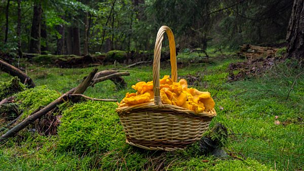 Echter Pfifferling (Cantharellus cibarius), Pilz, Speisepilz, Pfifferlingskorb, Korb, Mecklenburg-Vorpommern, Deutschland, Europa