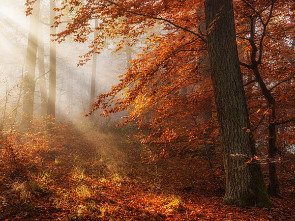 Unberührter Wald im Herbst, Sonne strahlt durch Morgennebel, Nationalpark Kellerwald, Hessen, Deutschland, Europa