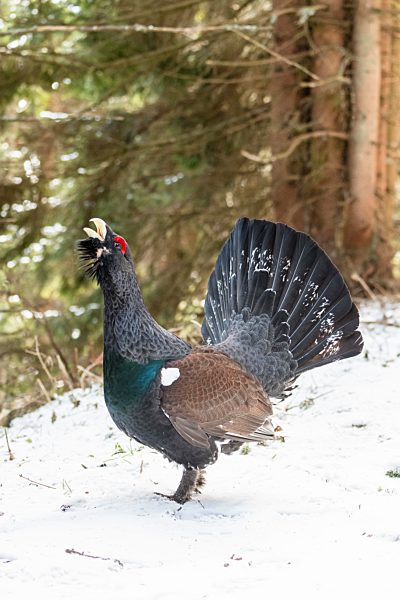 Auerhuhn (Tetrao urogallus), Hahn während der Balz im Wald, Almenland, Steiermark, Österreich, Europa