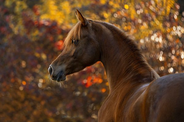Junge Vollblutaraber Stute im herbstlichen Porträt, Österreich, Europa