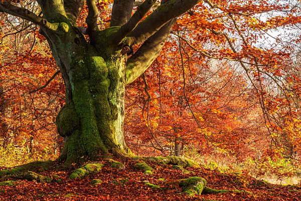 Knorrige alte Buche im Herbst, mit Moos bedeckt, in einem ehemaligen Hutewald, Nationalpark Kellerwald-Edersee, Hessen, Deutschland, Europa