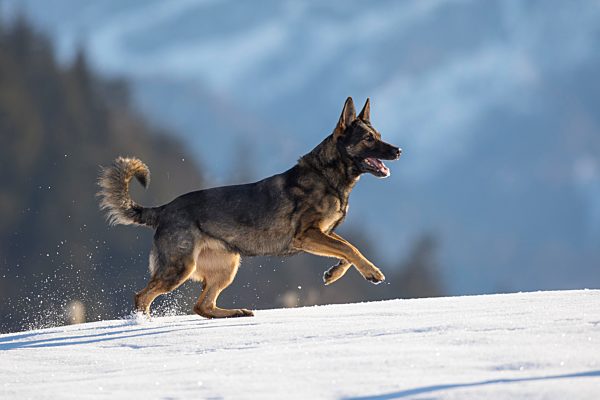 Schäferhund rennt im Schnee, Österreich, Europa