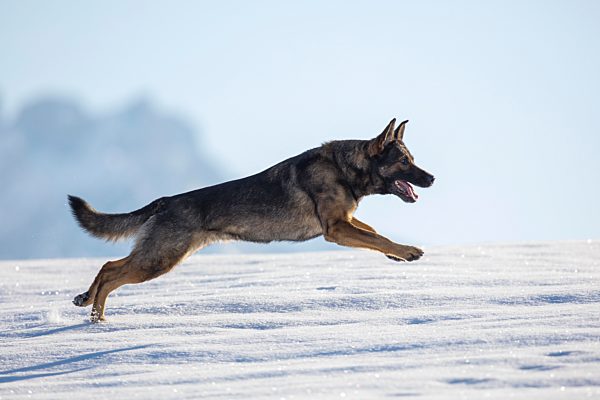 Schäferhund rennt im Schnee, Österreich, Europa