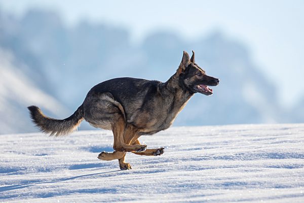 Schäferhund rennt im Schnee, Österreich, Europa