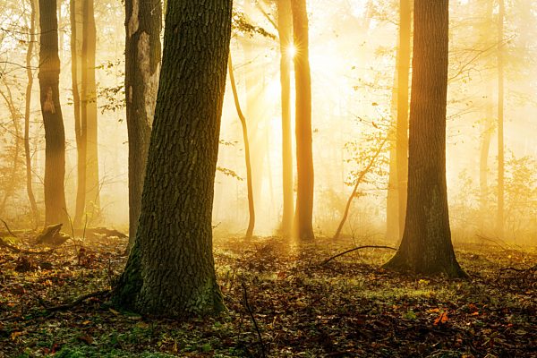 Lichtdurchfluteter Laubwald aus Eichen und Buchen im Herbst, Sonne strahlt durch Nebel, bei Freyburg, Burgenlandkreis, Sachsen-Anhalt, Deutschland, Europa